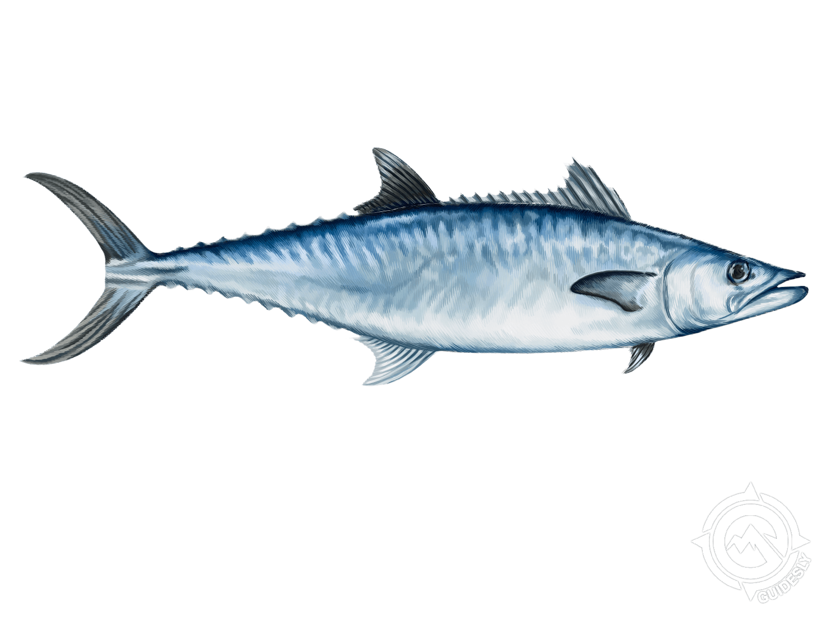 King Mackerel